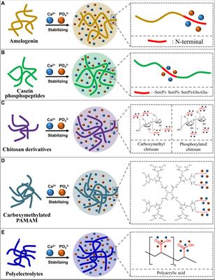 Application of Amorphous Calcium Phosphate Agents in the Prevention and Treatment of Enamel Demineralization